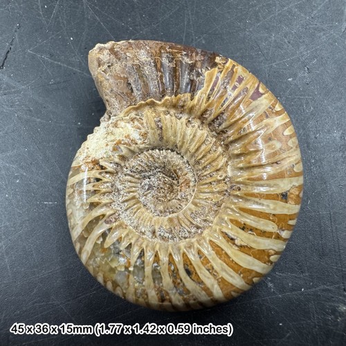 Fossilised perisphinctes