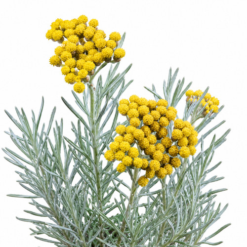 Curry plant helichrysum - curry,