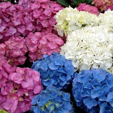3 X MIXED HYDRANGEA