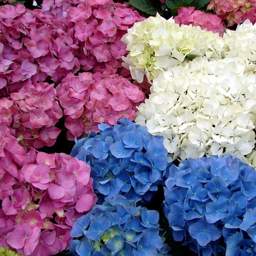 Mixed hydrangea - mixed,