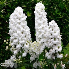 Delphinium White – Hardy