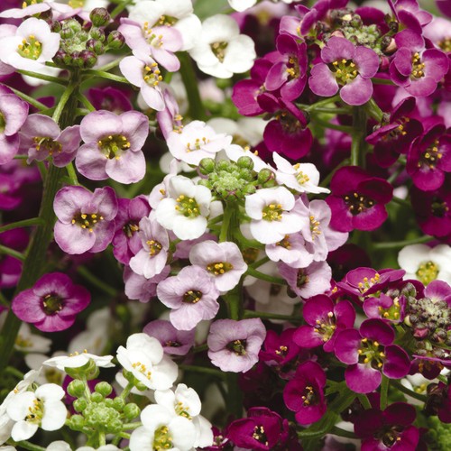Alyssum clear crystal mixed - clear, |