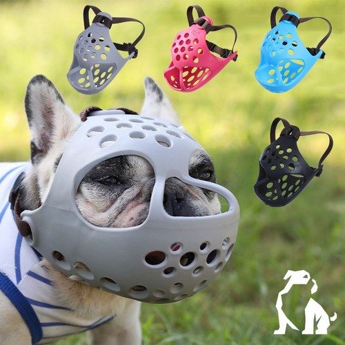 Dog short snout biting chewing - dog,