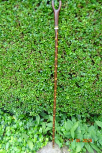 Blackthorn walking stick - , with