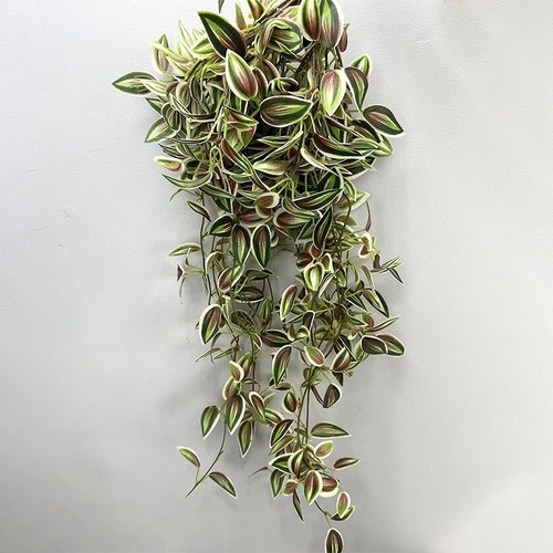 Artificial wandering jew - artificial,