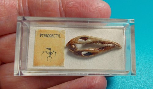 Dolls house miniature - museum, /