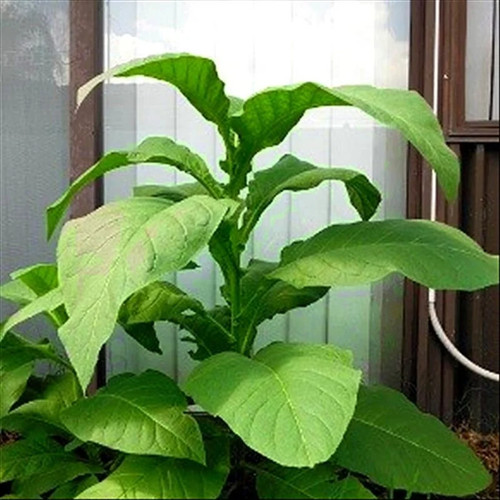 Silk leaf tobacco seeds pack - silk,