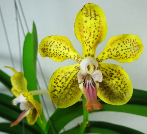 Vanda denisoniana - , x