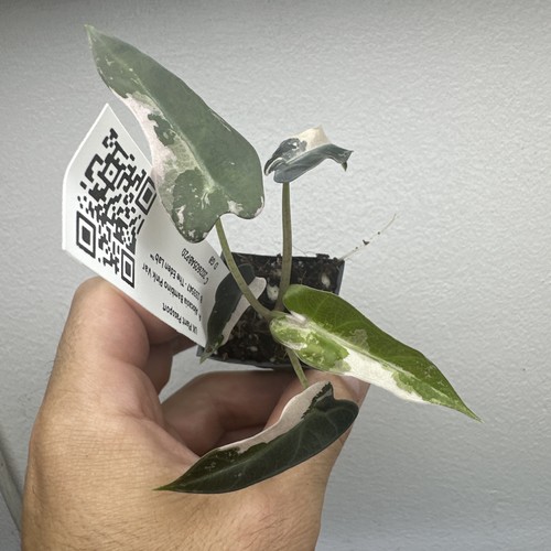 Alocasia bambino pink - bambino,
