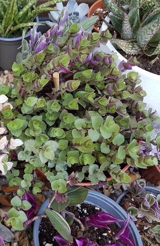 Callisia turtle vine - x,