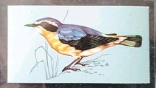 TETLEY (TEA CARD)-BRITISH BIRDS 1970-#8-WHEATEAR