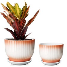 6.7 + 5.5 Inch Ceramic Plant