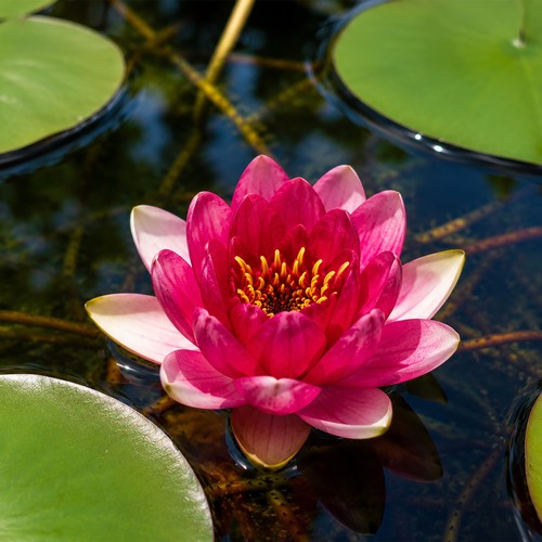 Deep pink red water lily - ,