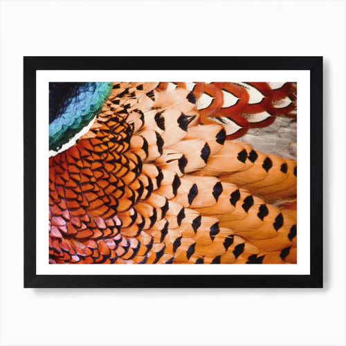 Pheasant feathers art - pheasant,