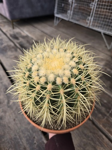 Large golden barrel - cm,