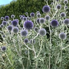 Echinops Ritro Blue, Plug Plants, Wildlife Friendly, Cottage Garden Cut Flo