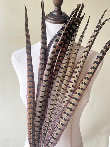 Natural ringneck pheasant tail - pheasant,