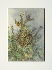 GOLDCREST Bird- George Lodge -