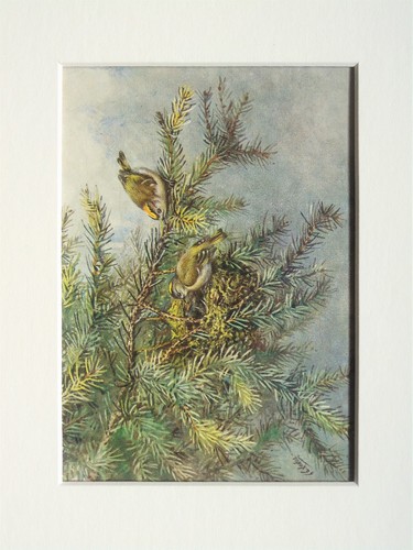 Goldcrest bird george lodge - george,