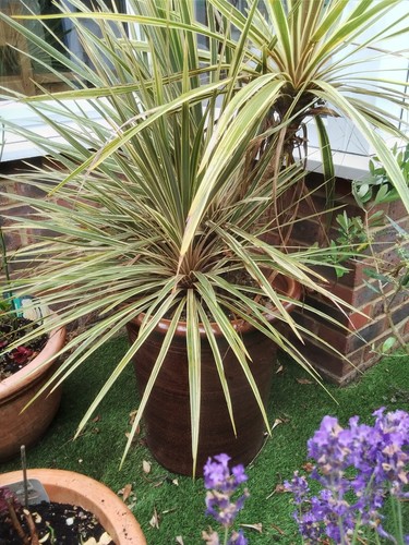 Outdoor large yucca winter