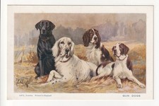 Gun Dogs - Retriever, English