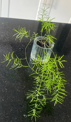 Asparagus fern sprengeri - fern,