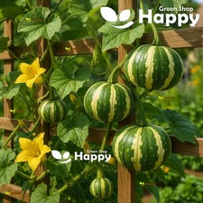 Gourd Flat Striped - 15 Seeds - Gourd Summer Squash - Cucurbita Pepo