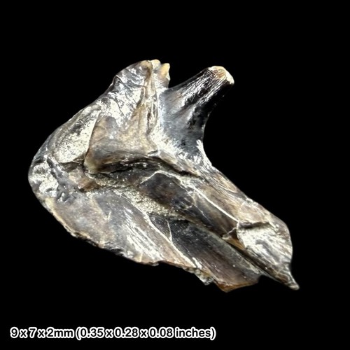 Jurassic reptile tooth jaw - jurassic,