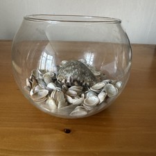 Clear Glass Fishbowl with jersey Shells and Sand