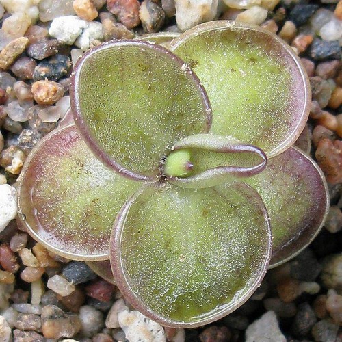 Pre sale pinguiculamoranensis - pre-sale,