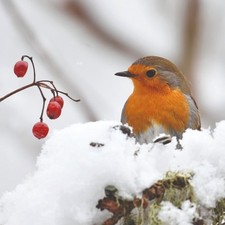 Christmas Cards Cats