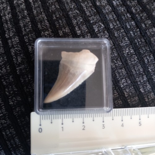 Otodus obliquus fossil sharks - otodus,