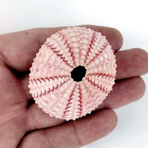 Sea urchin pink 6 cm - pink,
