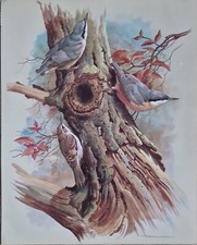 SALE! Vintage bird book plate