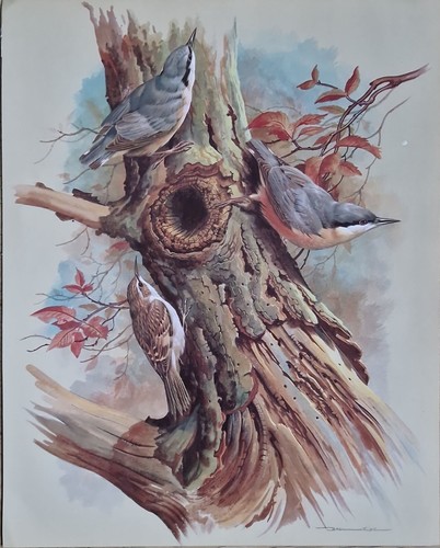 Sale vintage bird book - book, plate