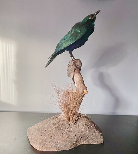 Rare taxidermy purple - taxidermy,