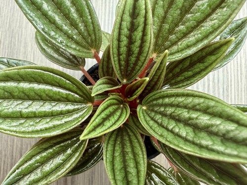 Peperomia caperata rosso - caperata, |