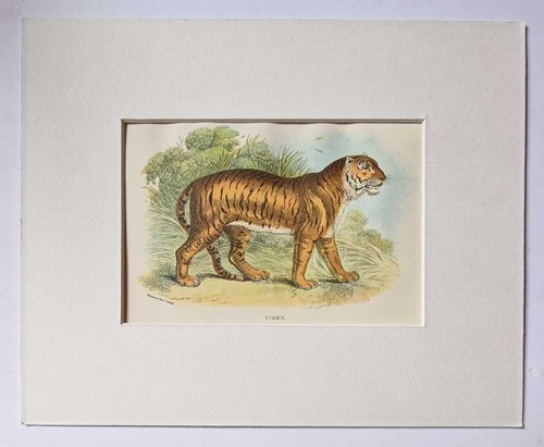 Wyman tiger 1896 antique big - 1896,