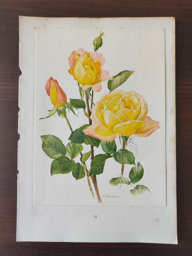 Vintage orig colour - orig.,