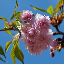 Prunus Kanzan Japanese