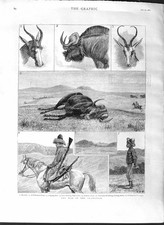 Original Old Antique Print 1881 War Transvaal Bles Bok Boers Hunting Wildebeest
