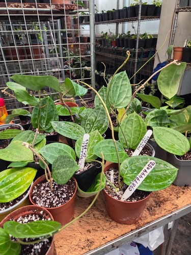 Hoya sulawesi leaf rooted - 2-3,