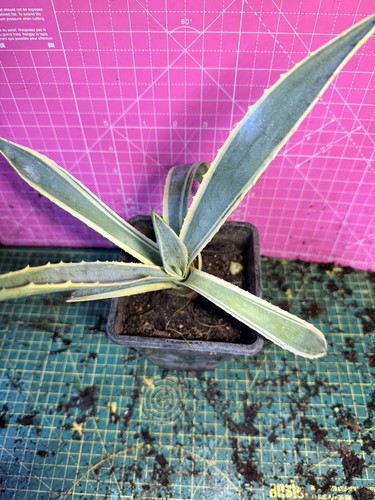 Agave variegated 12cm pot - agave,