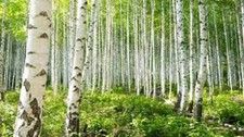Paper Birch Betula Papyrifera