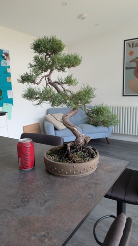 Bonsai grey owl juniper - bonsai,, juniper,