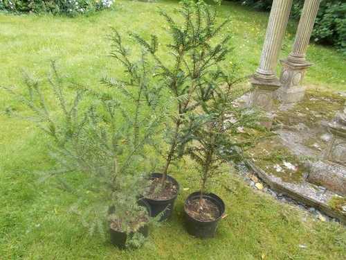 Yew trees - , baccata)