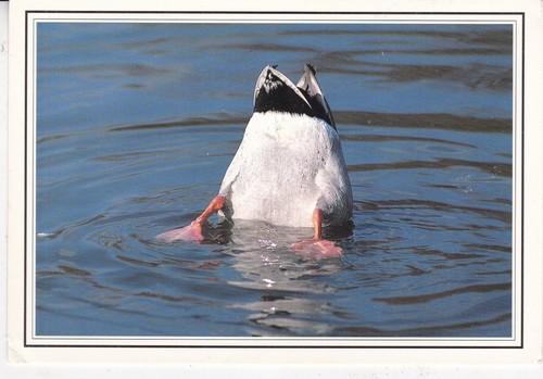 Mallard drake feeding postcard - mallard,