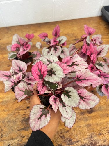 Begonia indian summer rex - summer',