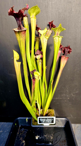 Sarracenia moorei x - x,