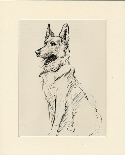 German shepherd vintage 1937 - german,